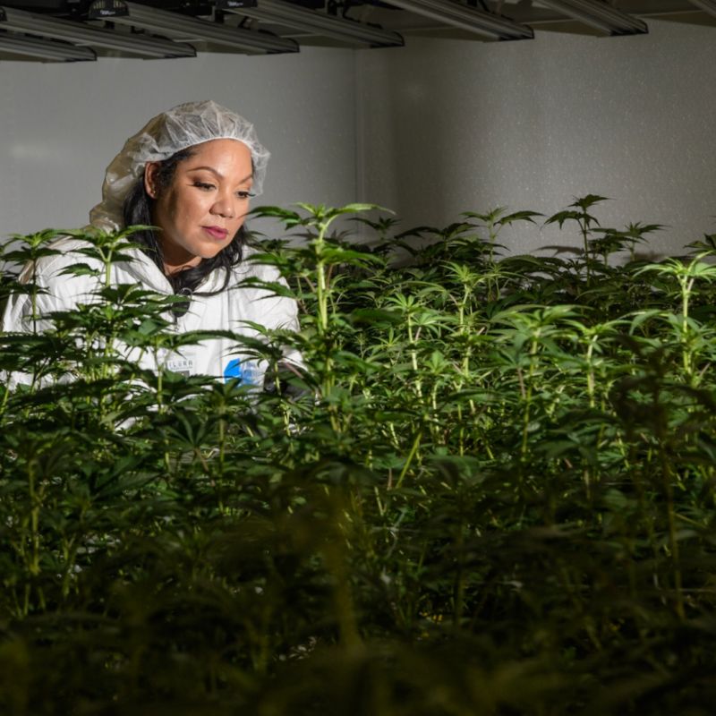 Dr Chanda looks over cannabis plants