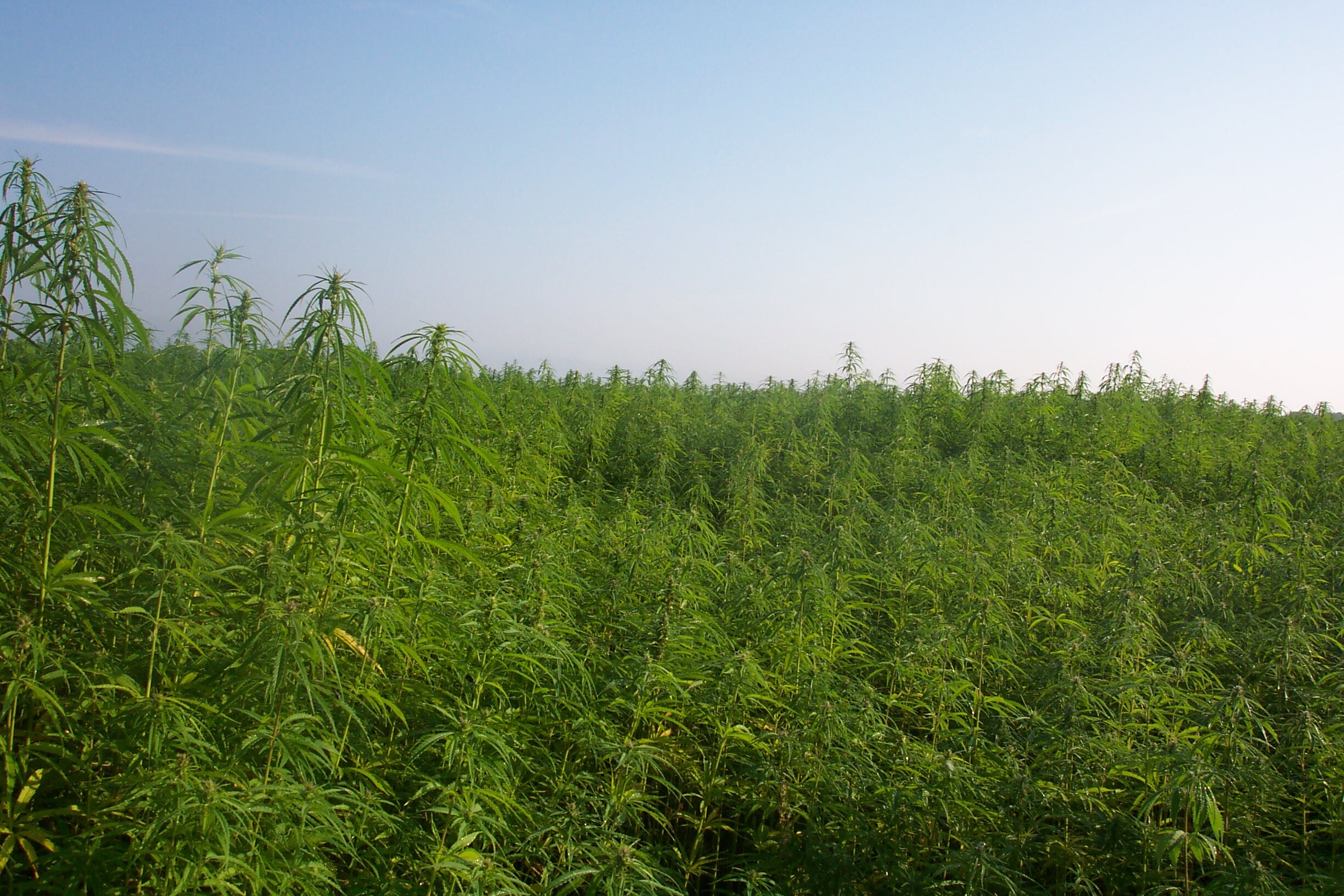 When It Comes To Hemp, Maryland Is Somewhat ‘Open For Business’