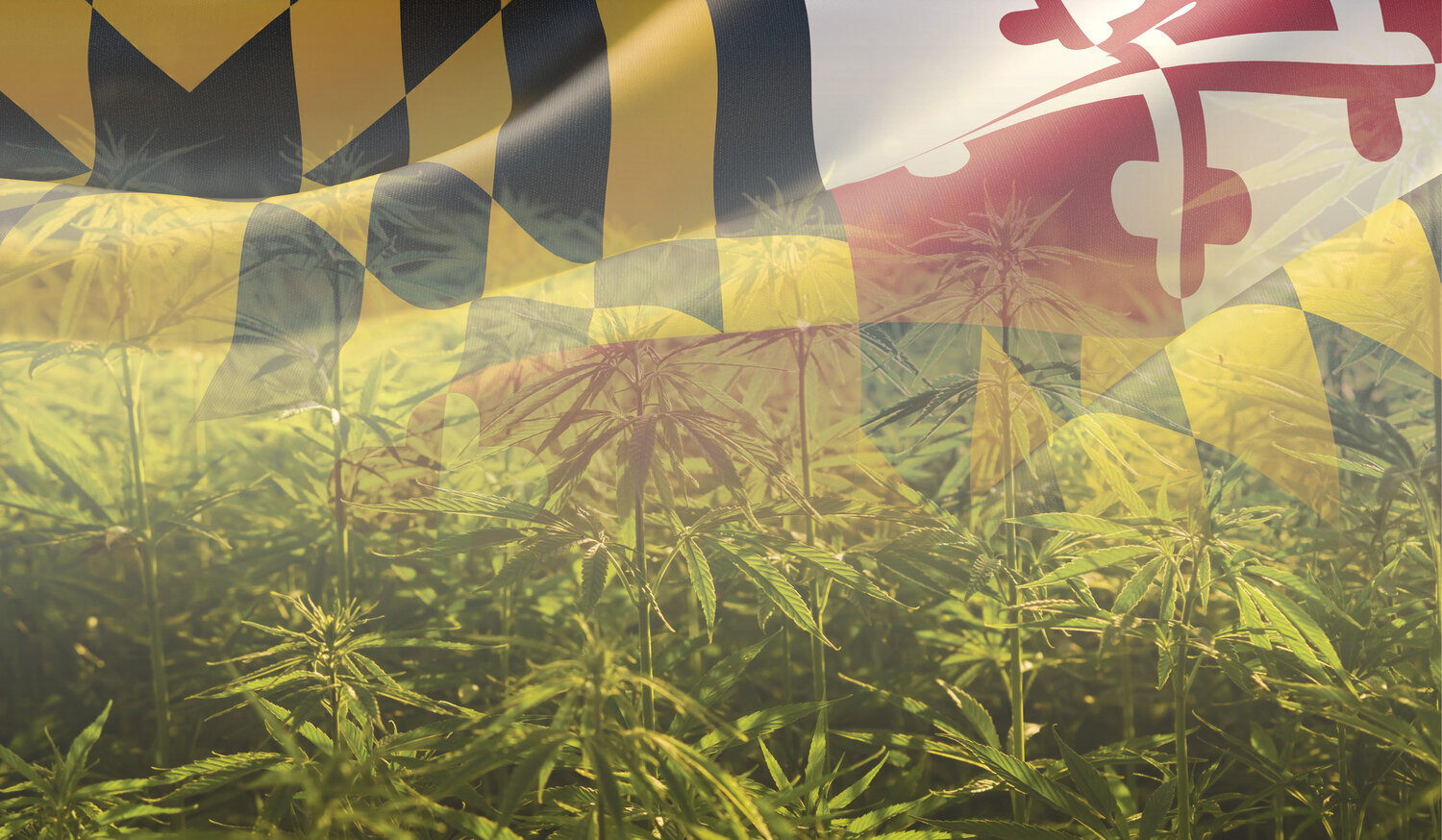 Regulations To Expand Hemp Growing in Maryland Adopted