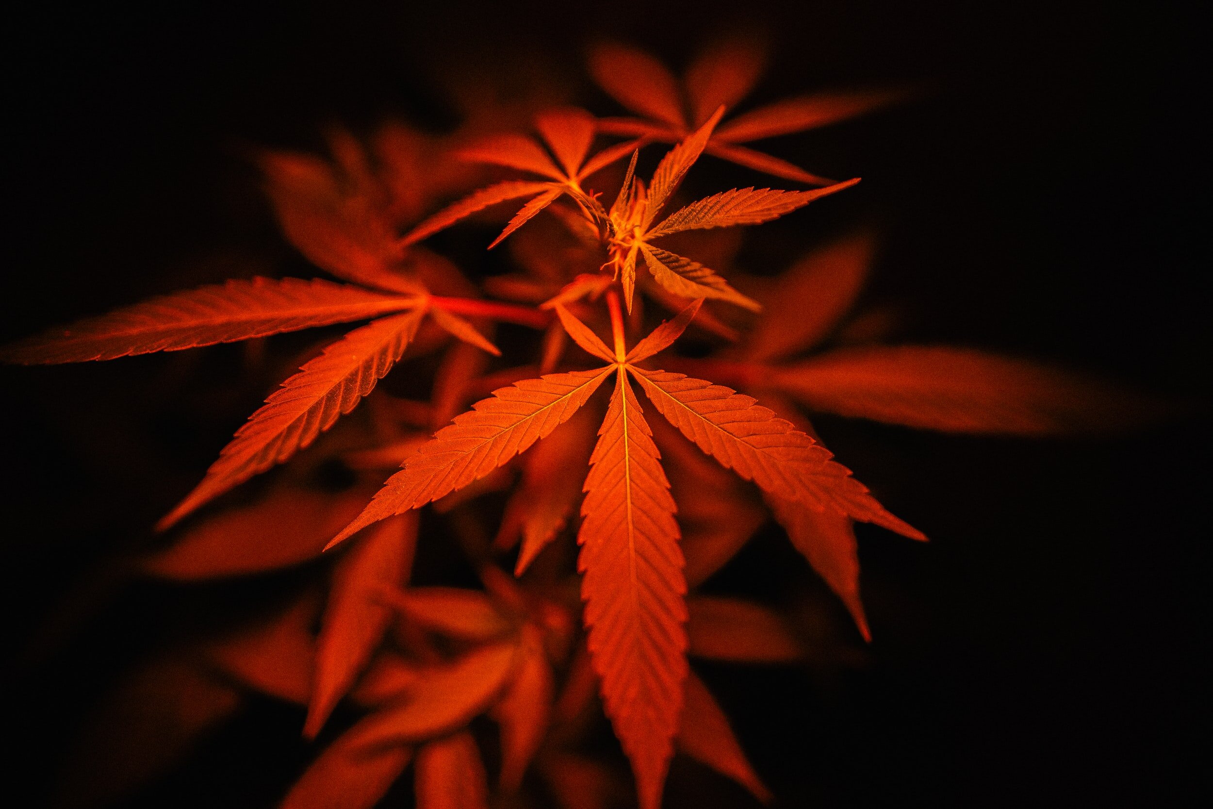 Quick Hit: Mexico Likely To Legalize Cannabis