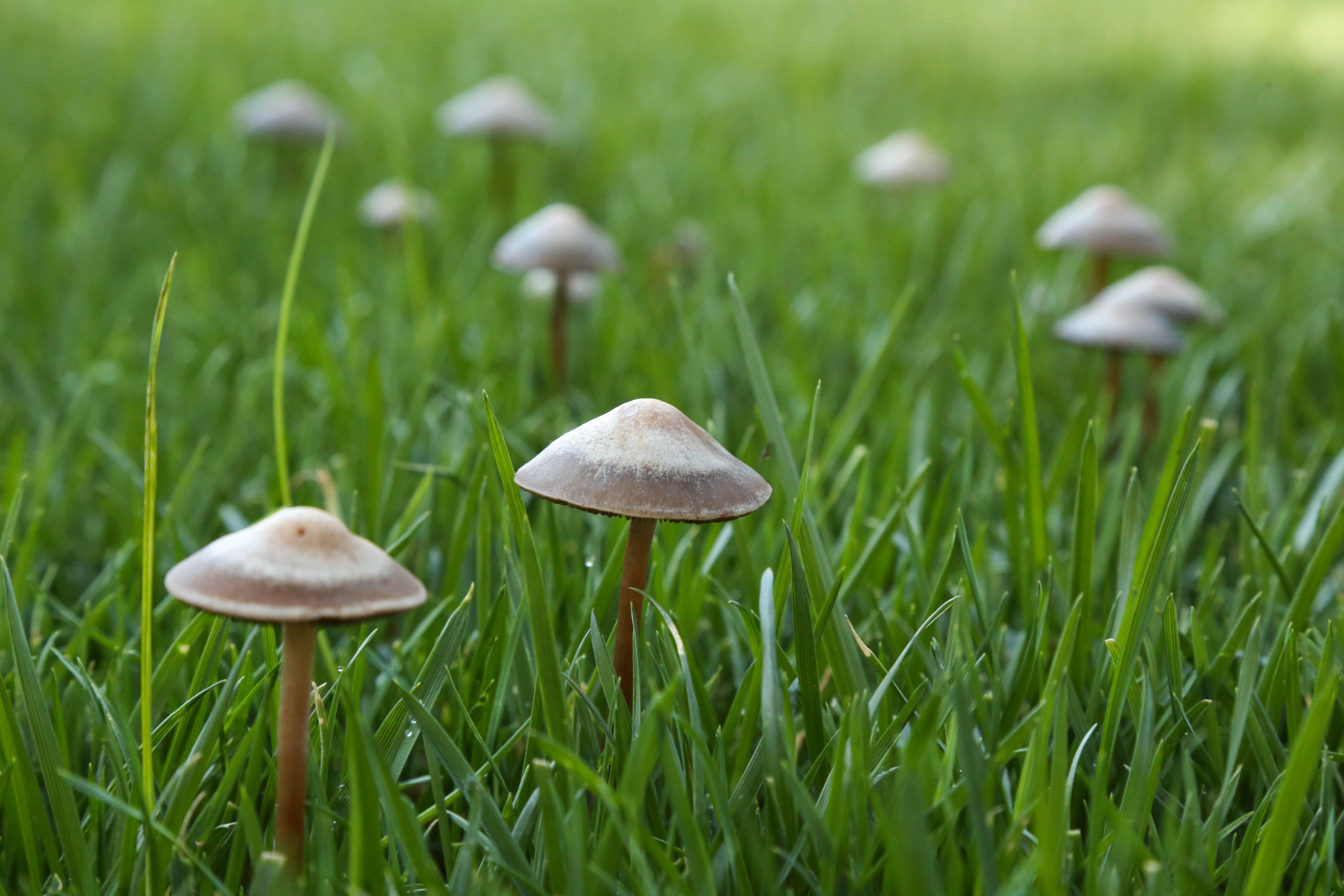 Virginia: Bill To Decriminalize Psilocybin Draws Early Support From Lawmakers