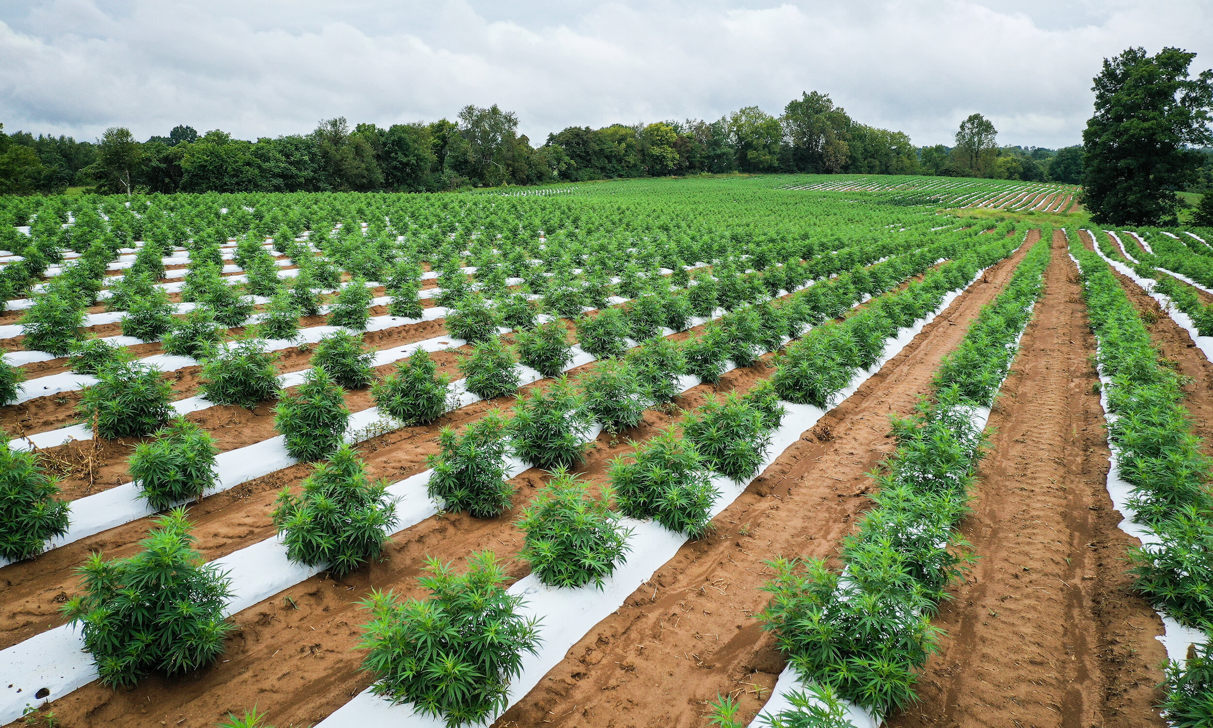 Maryland Hemp Farmers Come Out in Opposition to Buffer Bill