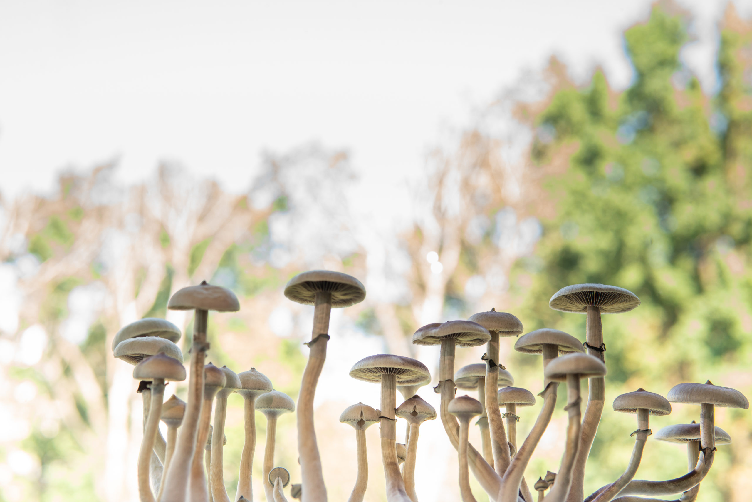 After I-81, How Legal Are Shrooms Now In D.C.? A Local Attorney Explains.