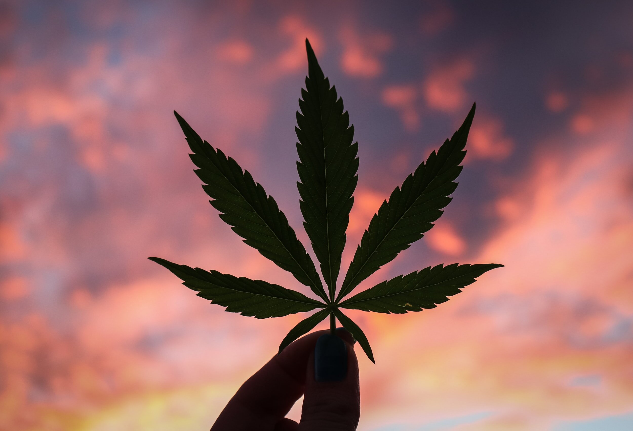 How Should Virginia Spend Its Cannabis Profits?